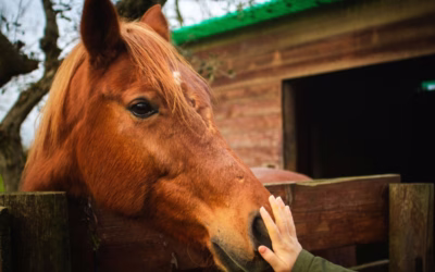 Hippotherapy and Hydrotherapy for CP: What the Evidence Actually Shows